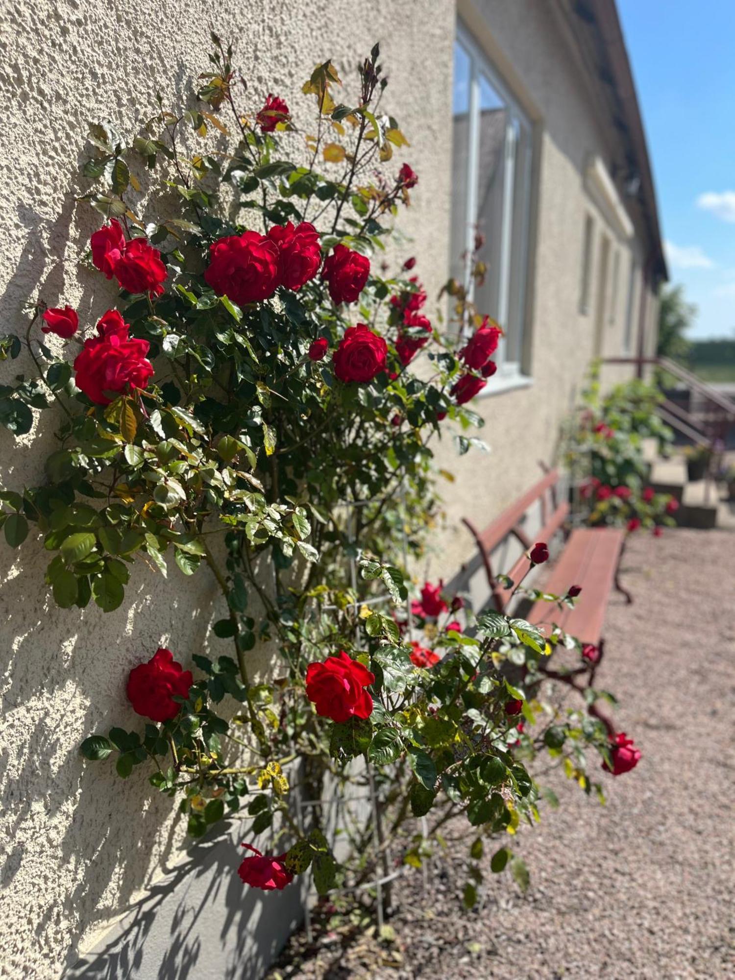 Löderup Orums Nygard Gardshotell المظهر الخارجي الصورة